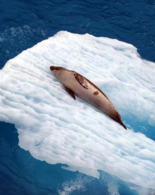 20191205-Jane Elliston-Leopard seal, Astrolabe Island (Medium)