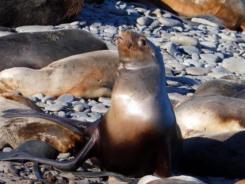 20191215-Jane Elliston-Elephant seal, Bleaker Island (Medium)