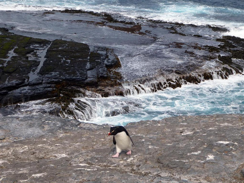 20191215-Jane Elliston-Rock-hopper penguin, Bleaker Island (Medium) (Medium)