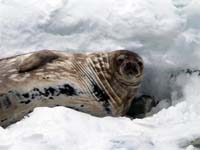 20191205-Jane Elliston-Weddell seal, Astrolabe Island (Medium)