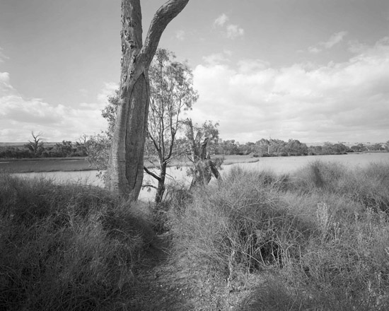 Canoe tree, Teal Flat