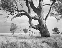 Aboriginal ring tree south of Tooleybuc